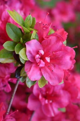 rhododendron