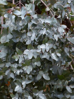 eucalyptus gunnii
