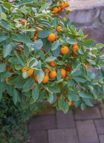 mandarinier