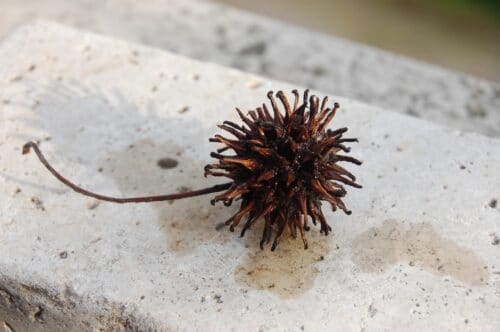 liquidambar