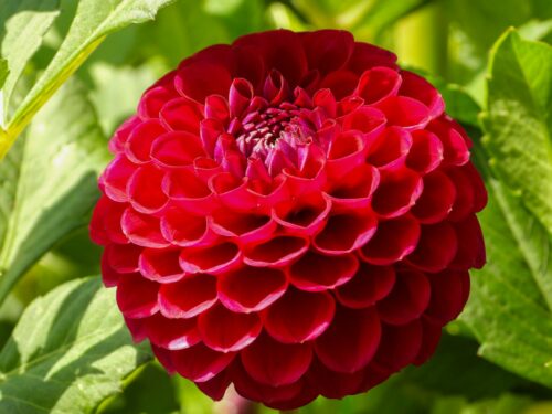 dahlia