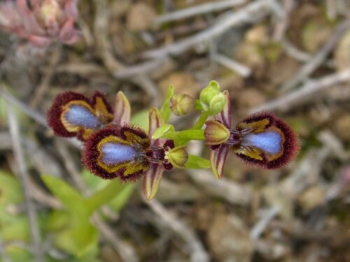 ophrys