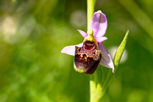 ophrys