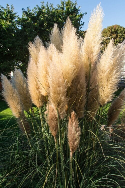 herbe de la pampa