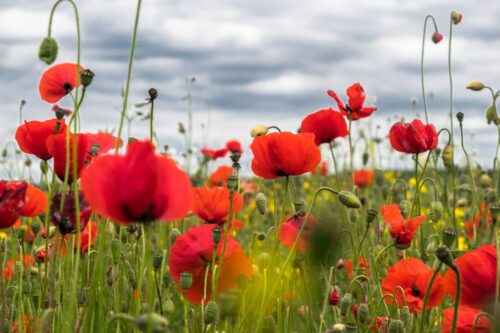 coquelicot