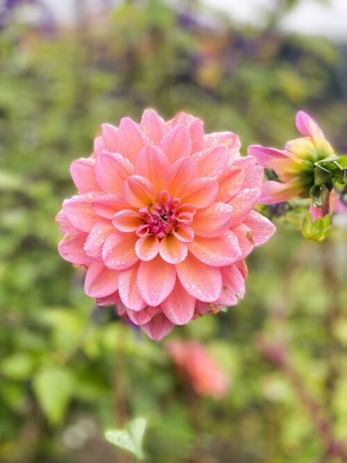 dahlia