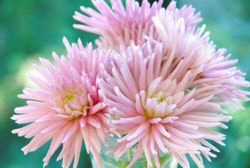 dahlia