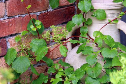 hortensia grimpant