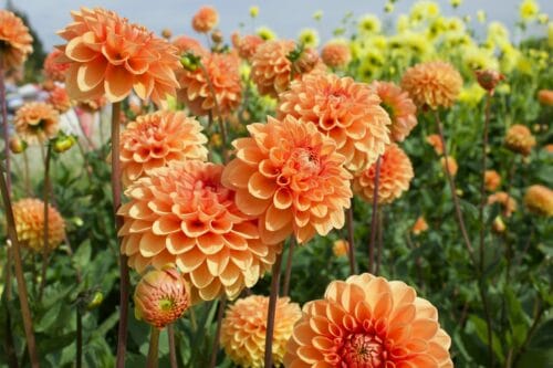 Le dahlia