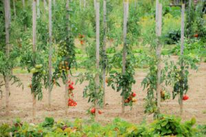 culture de tomate