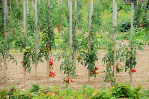 culture de tomate