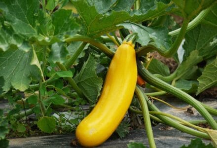 courgette
