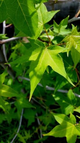 liquidambar