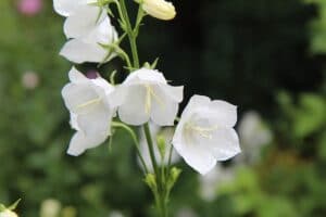 campanule blanche