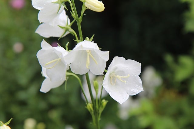 campanule blanche