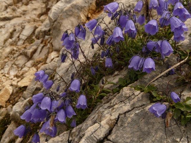 portenschlagiana