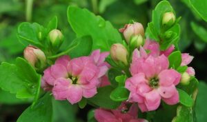 kalanchoe d'extérieur