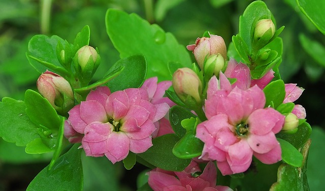 kalanchoe d'extérieur
