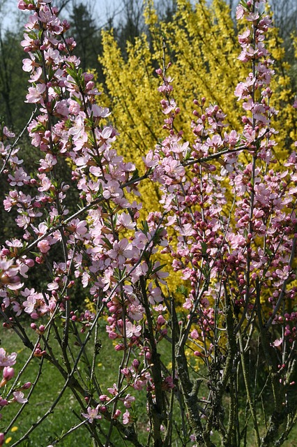 forsythia rouge