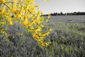tailler forsythia