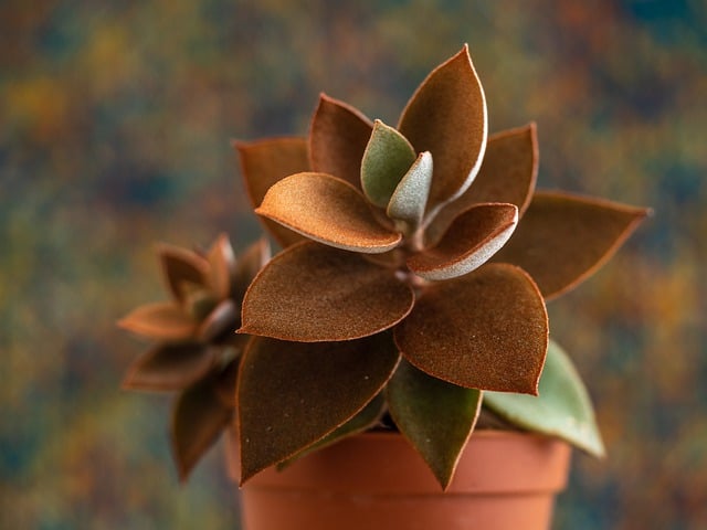 Kalanchoe thyrsiflora