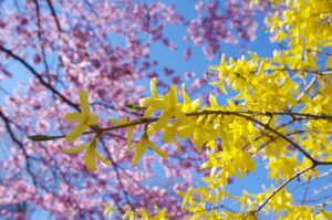 variétés forsythia