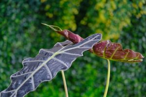 alocasia polly