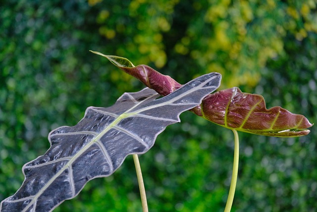 alocasia polly