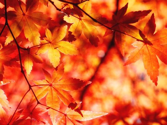 Acer Palmatum Osakazuki