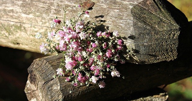 gypsophile rose