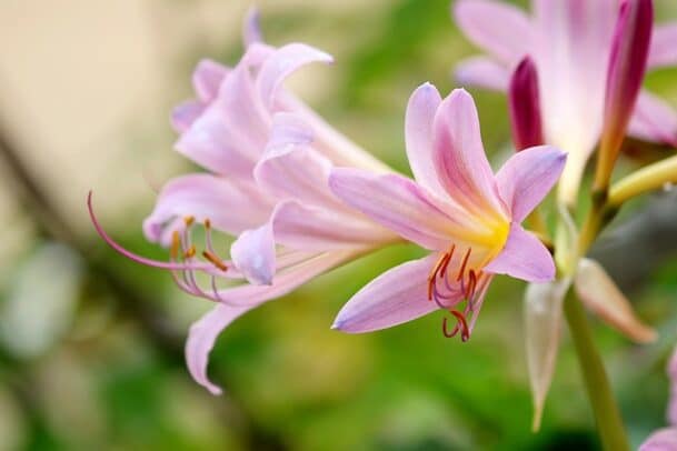 hosta rouge