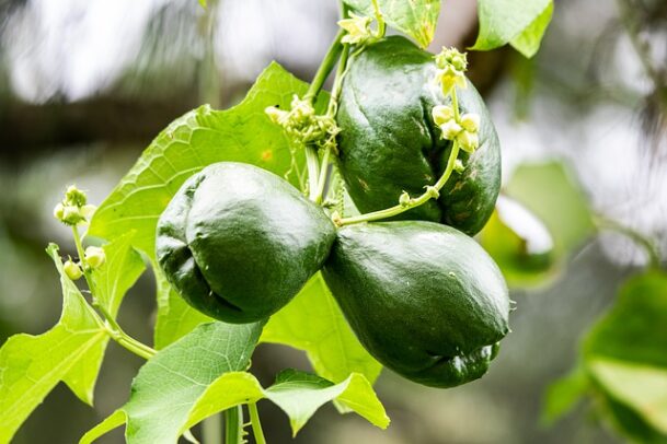 légume chouchou