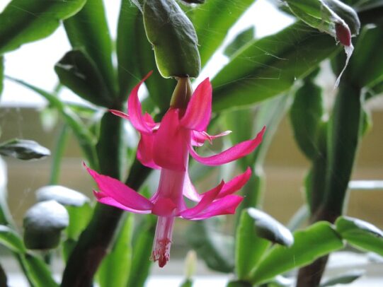 L'entretien du cactus de nol - Mon Coach Jardin