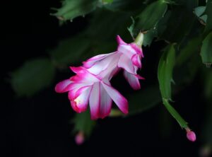 bouturer cactus de noel
