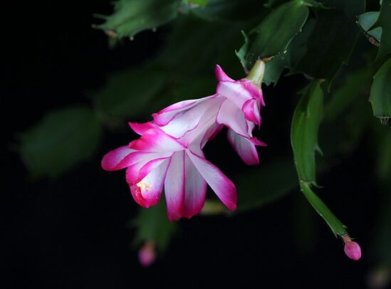 Comment bouturer le cactus de nol ? - Mon Coach Jardin