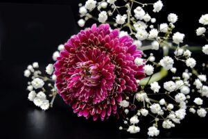 gypsophile séché