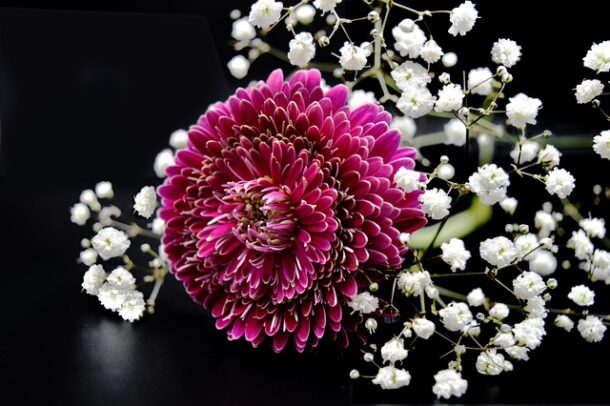 gypsophile séché