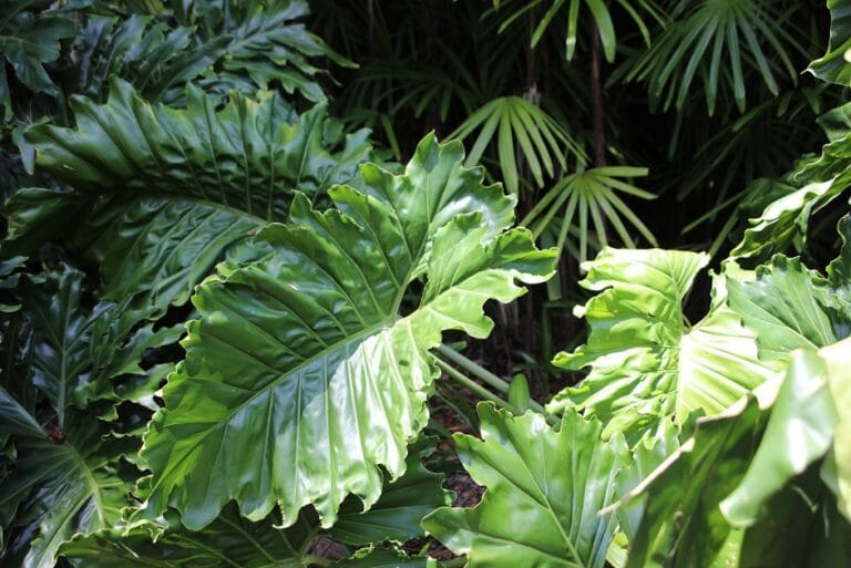 alocasia macrorrhiza