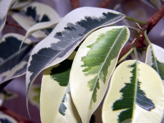 entretien ficus benjamina