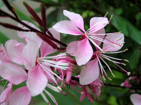 Gaura de Lindheimer