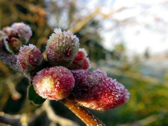 fruits cognassier du japon