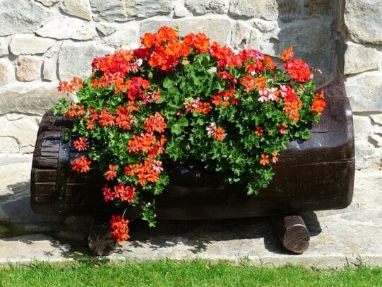 pelargonium peltatum