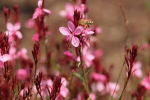 gaura rouge