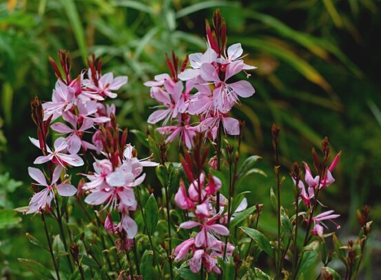 bouturage gaura