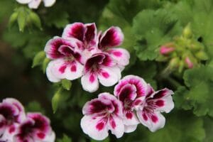 pélargonium odorant