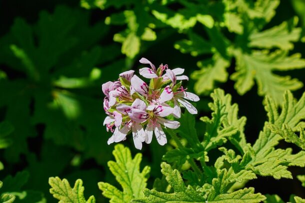 citronella pélargonium