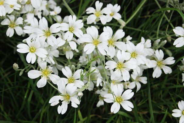 gypsophile rampant