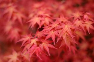 Acer Palmatum Atropurpureum