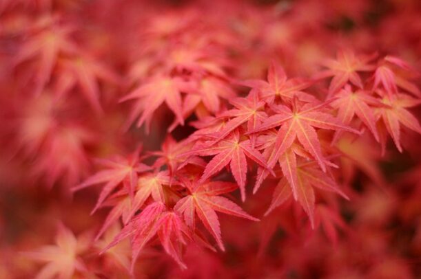 Acer Palmatum Atropurpureum