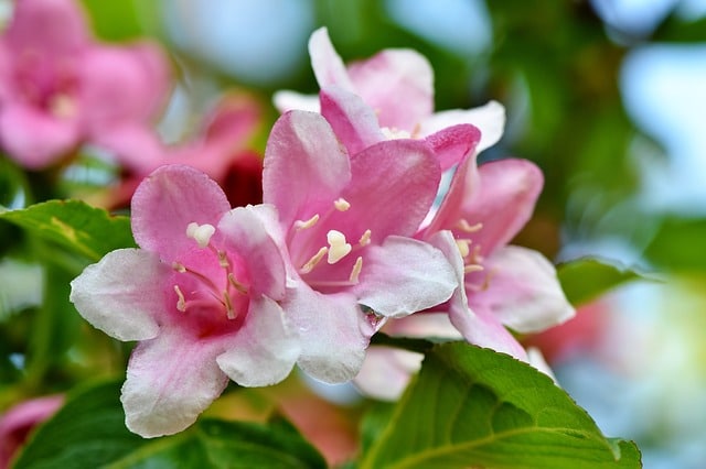 Jasmin étoilé Pink Shower aux fleurs roses